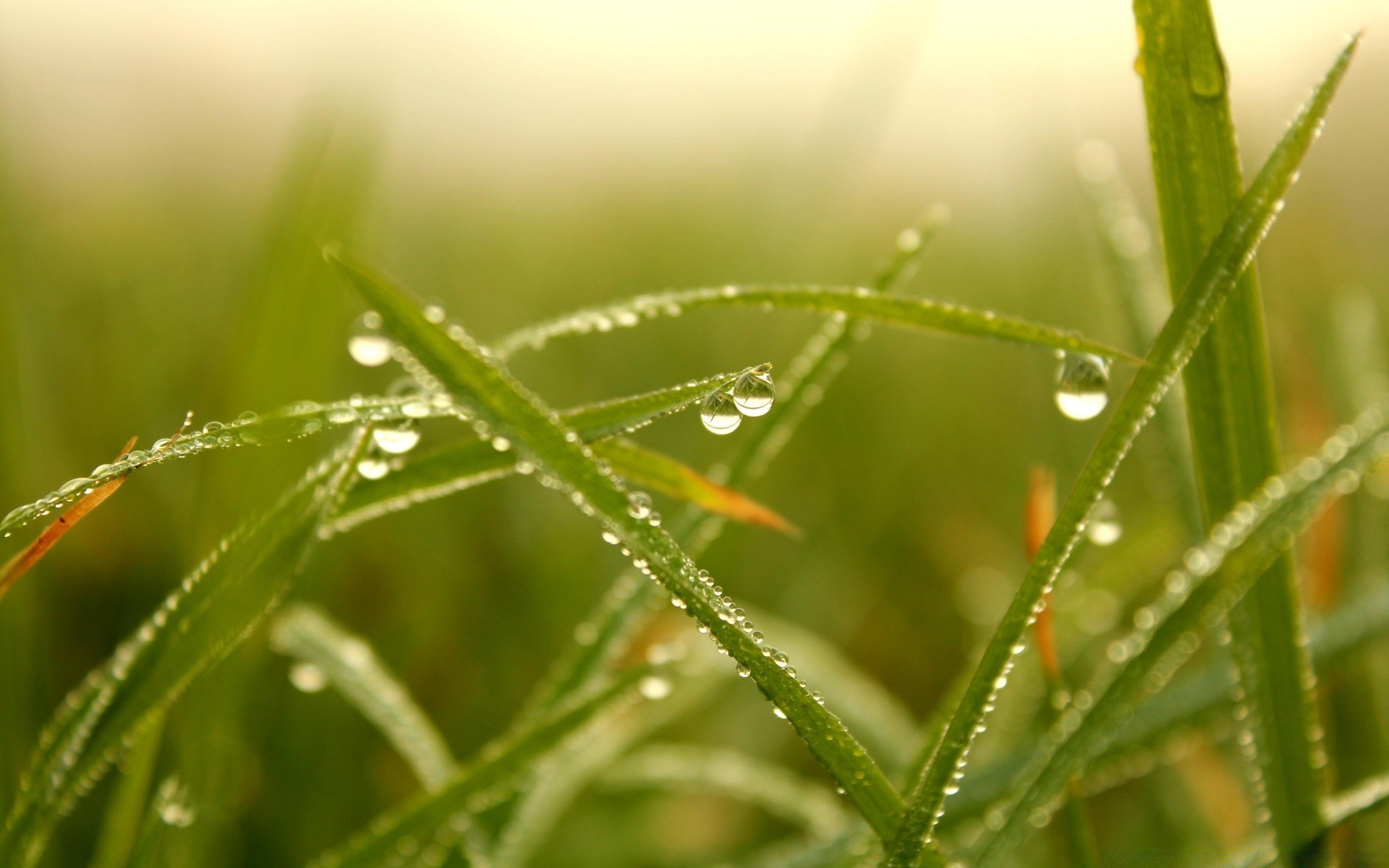 makro tau dämmerung fallen natur spinne regen blatt flora gras insekt garten sommer schließen sauberkeit wachstum medium im freien nass in der nähe