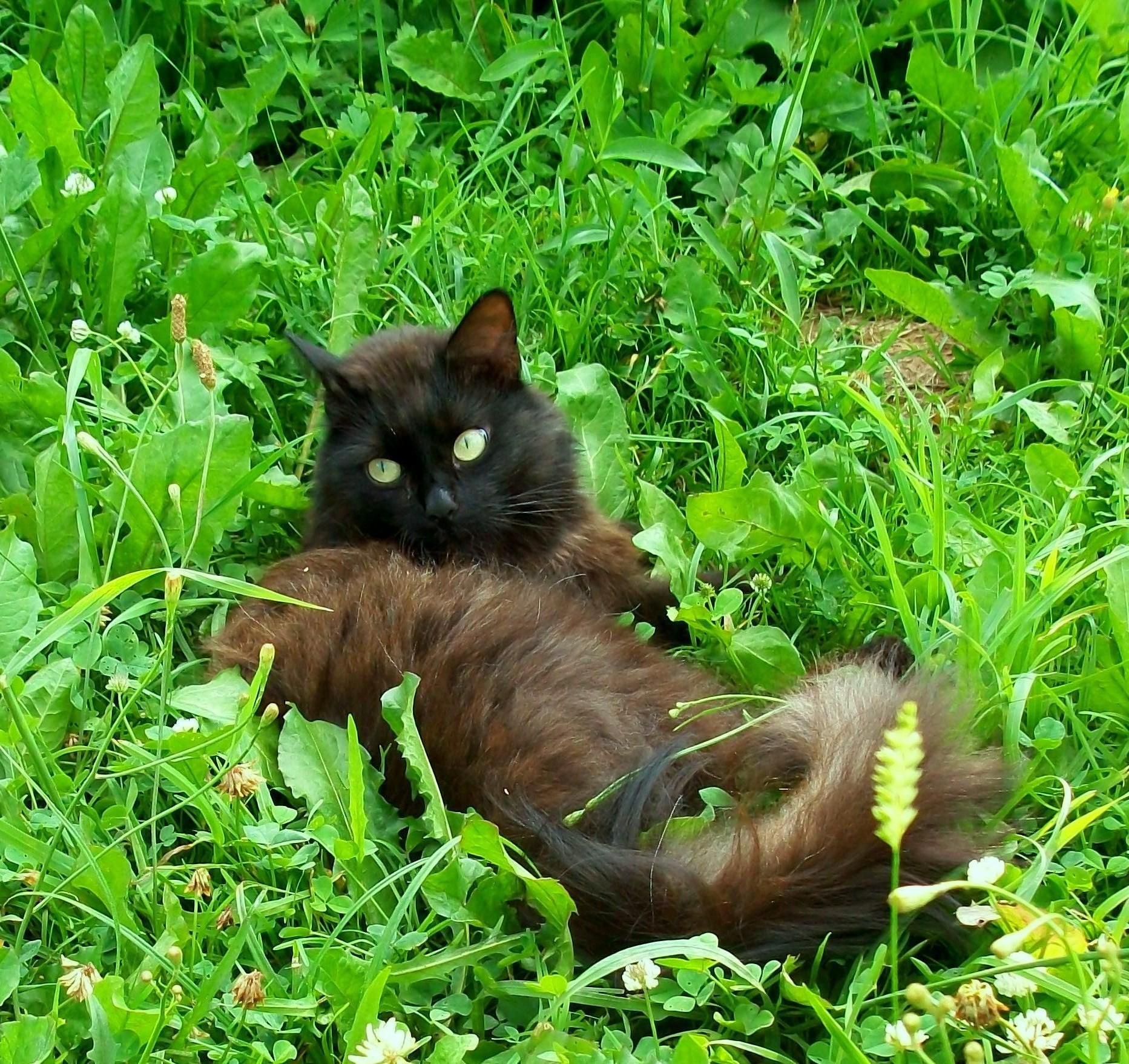 gatti carino gatto erba natura giovane pelliccia animale occhio gattino piccolo sedersi mammifero pet domestico capelli baffi ritratto