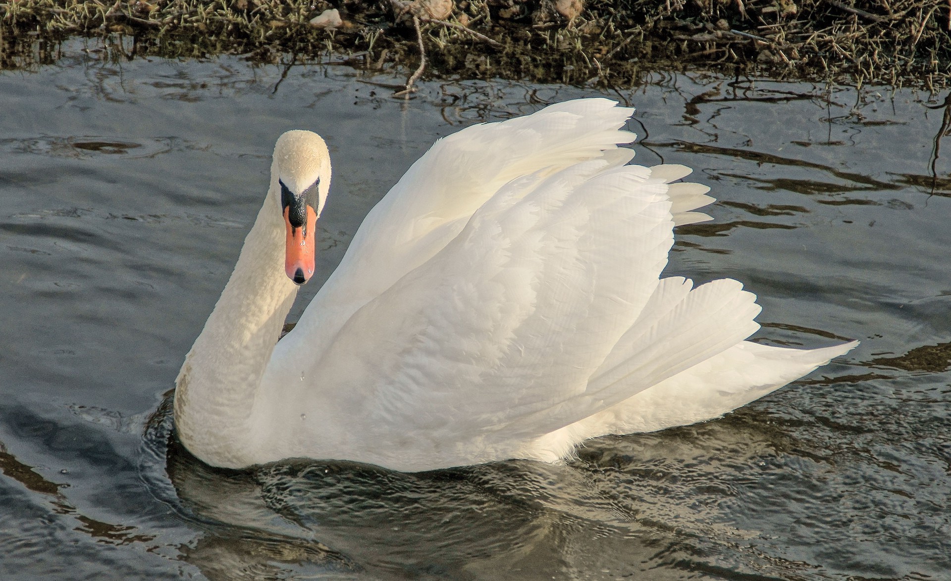 animaux cygne oiseau eau lac nature sauvagine faune piscine canard oiseaux plume réflexion à l extérieur rivière natation oie propreté animal