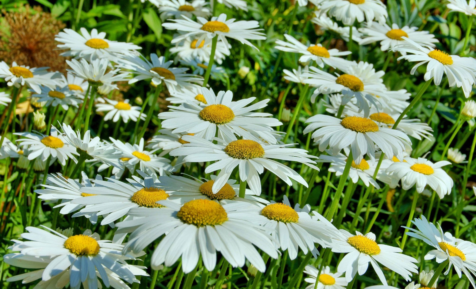 margaritas naturaleza flor verano flora jardín floración floral hoja pétalo campo heno temporada brillante crecimiento hierba botánico primer plano color