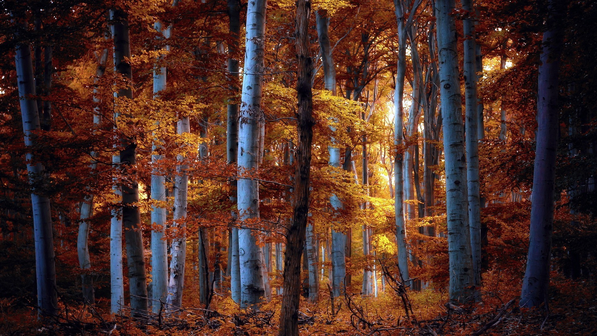 automne automne bois arbre feuille paysage à l extérieur parc lumière nature branche or saison scénique