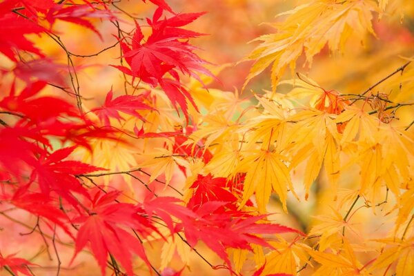 Autumn leaves are orange and red