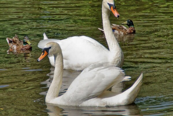 Un par de hermosos cisnes en un estanque con patos