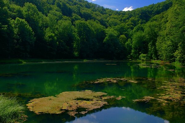 Jezioro otoczone zielonymi drzewami