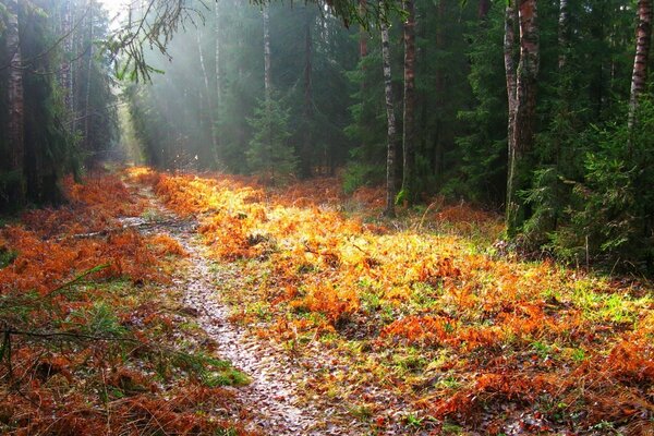 Forest trail in yellow leaves