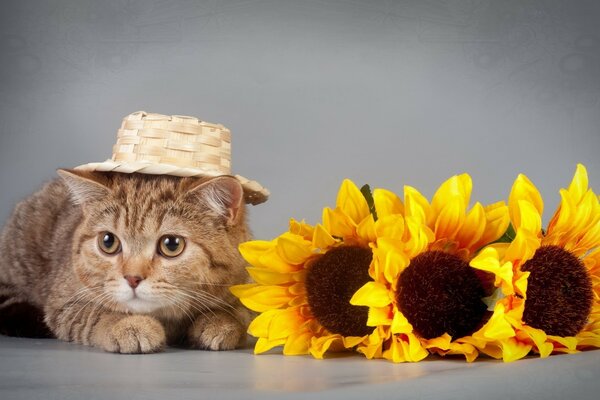 Ein Kätzchen mit einem Hut und schönen Blumen