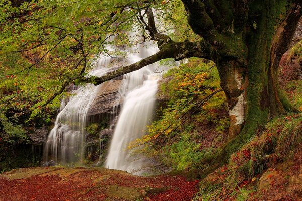 Märchenhafter, heller Wald mit Wasserfall