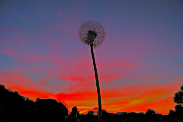 Diente de León solitario en el fondo de la puesta de sol