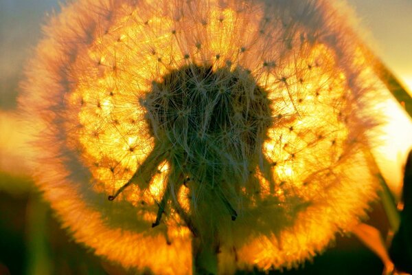 Dente-de-leão solar no campo