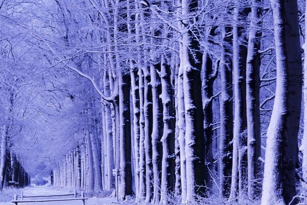 Gefrorener kalter Park im Schnee