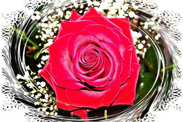 Red rose on a gift card