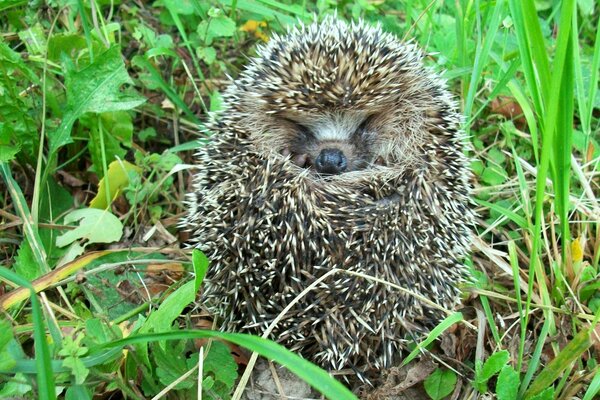 Der kleine Igel hat sich zu einem Gewirr zusammengerollt