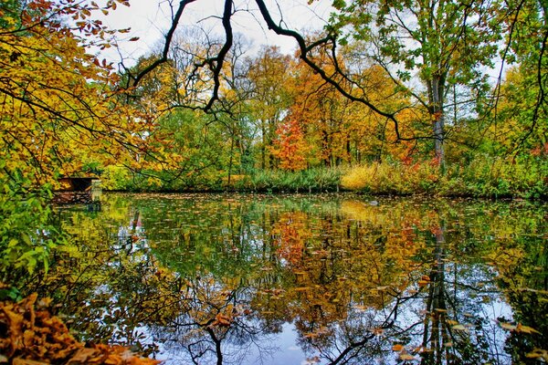 Los árboles de otoño rodean el estanque