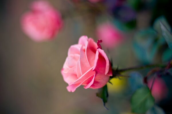 Die Natur ist reich an ihren schönen Blumen