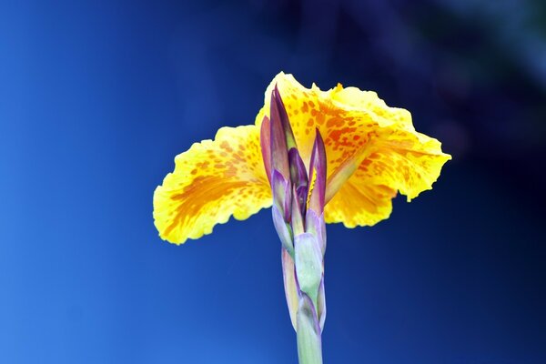 Macro photography of a bright summer flower