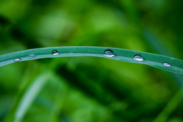 A green blade of grass with dew drops