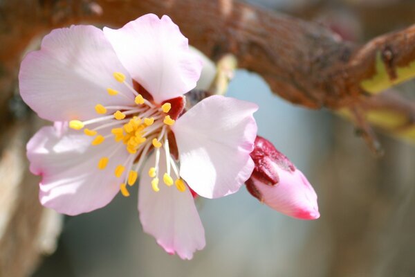 A flower on a tree is red and white in macro photography