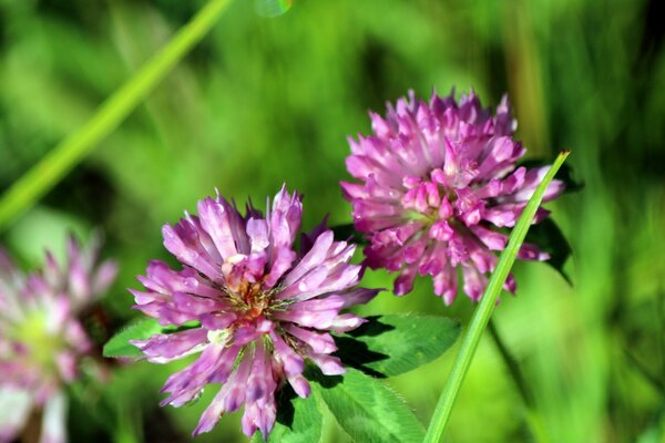 Blumen Verleumdung Nahaufnahme