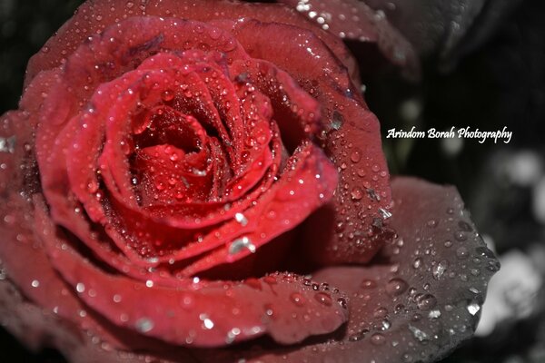 Foto romántica de una rosa en gotas de rocío