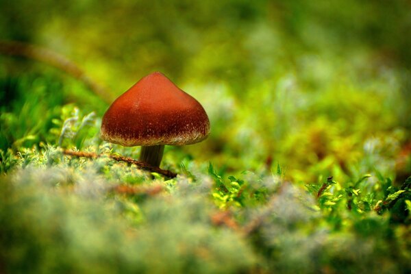 Pilz auf grünem Teppich aus Gras