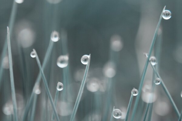 Macro photography of dew drops on the grass