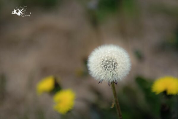 Ön planda karahindiba makro fotoğrafçılığı