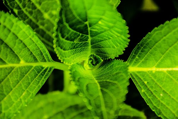 Fotografía macro de la hoja en la naturaleza