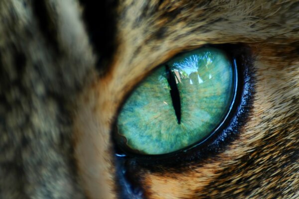 Oeil de chat vert closeup