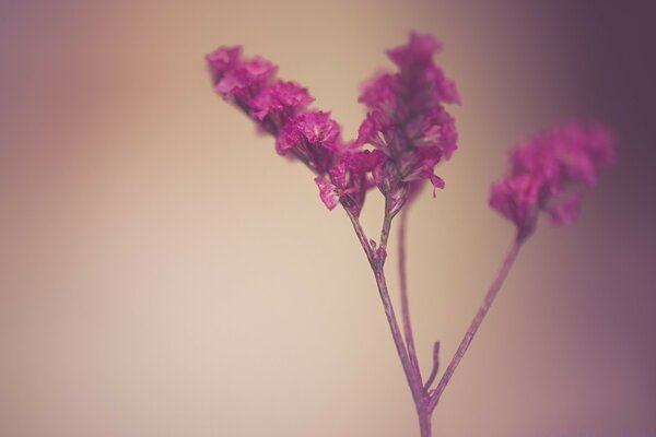 Rosa Blume auf einem einfarbigen Hintergrund