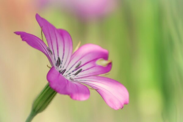 Nature in summer fascinates with the beauty of its flowers