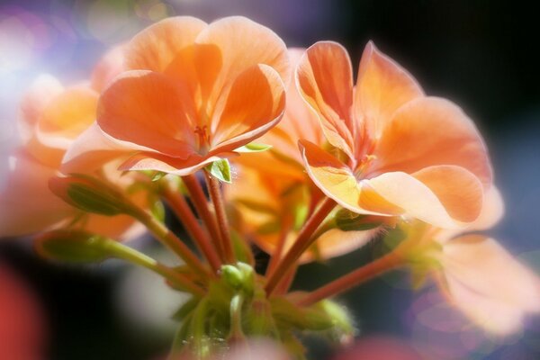 Macro photography of flora in a blurry form