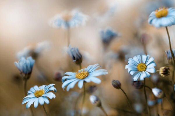 Delicate daisies against the background of the blurriness of a summer morning