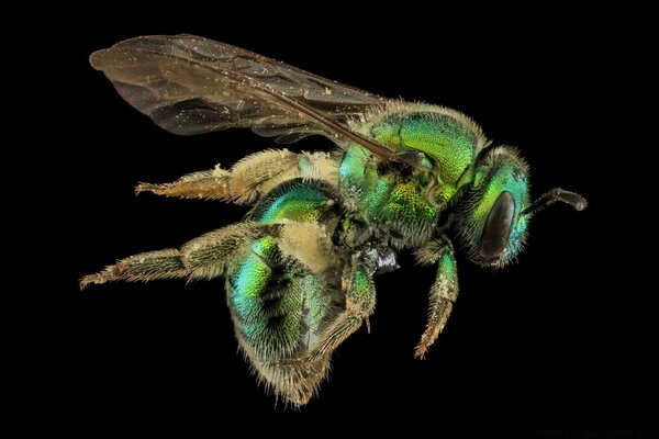 Macro photography of a flying insect