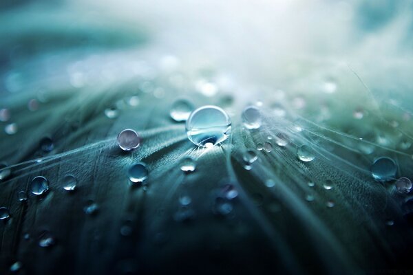 Macro photography. Dew drops on the leaves