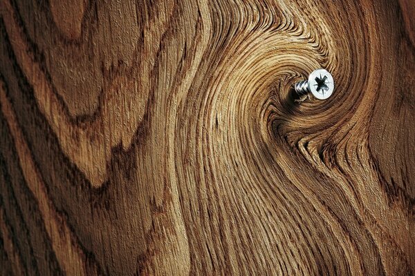 Selbstschneidende Schraube in Holz in Makroaufnahmen