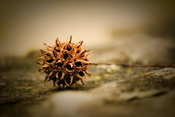 Deadwood shot close-up