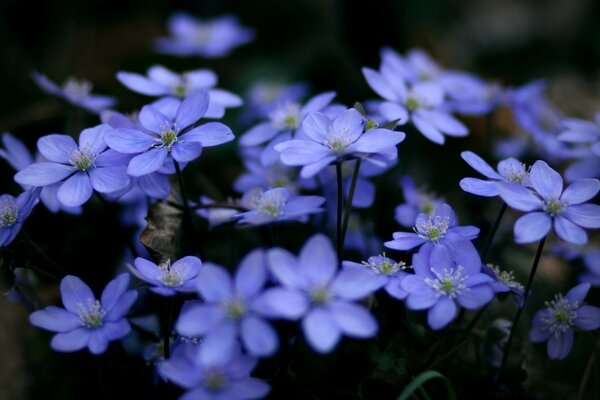 Macro photography of blue colors