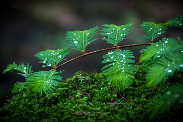 Macro photography of a tree and dew drops