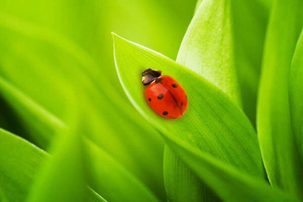 Coccinella seduta su una foglia verde