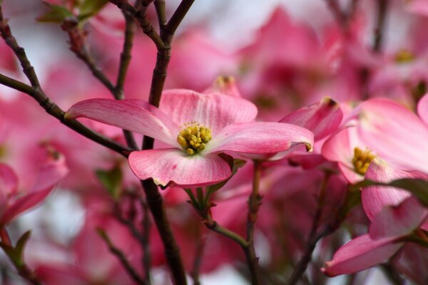 Apple blossoms in the sunlight