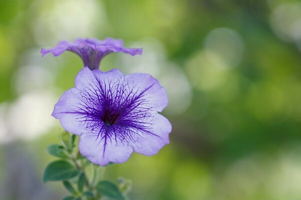 Meraviglia viola su sfondo verde