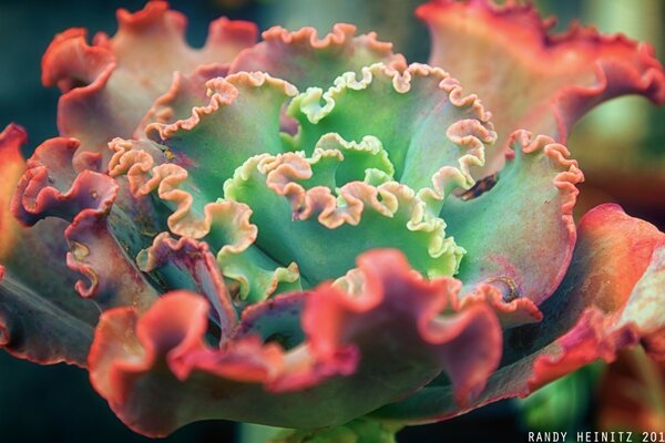 一朵红花盛开的花蕾