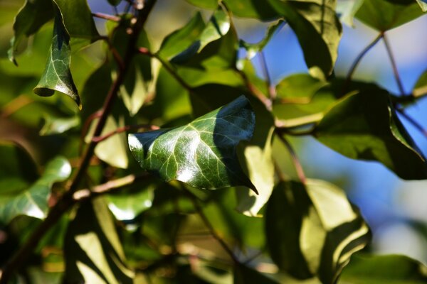 Grüne Blätter eines Baumes in der Sonne