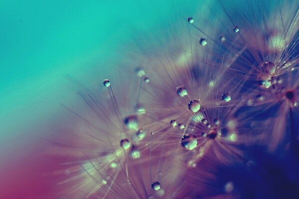 Macro photography of dew drops on flowers