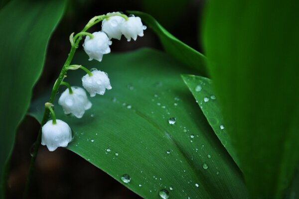 Macro photography of green leaves of dew drops