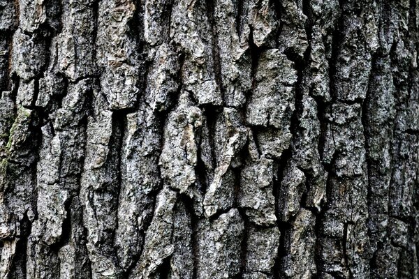 Die Rinde eines Baumes. Makro-Kamera. Wald. Die Natur