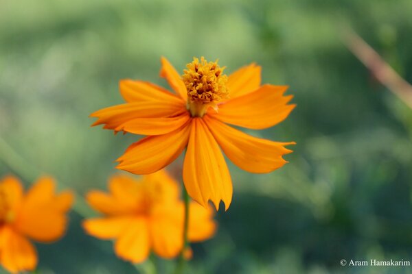 Orange flower close-up