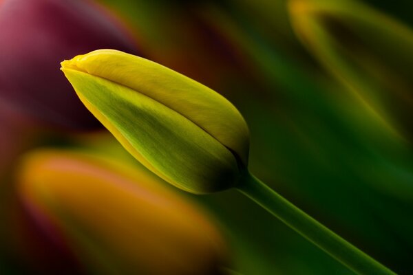 Tulpe in der Nähe von ungelöstem Gelb