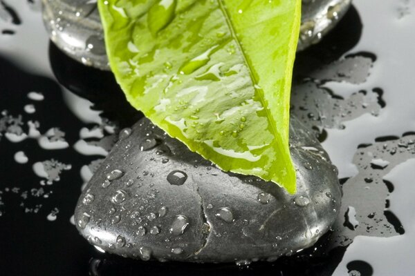 A wet leaf on a smooth stone