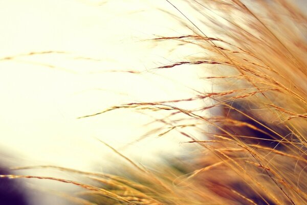 Golden ears of wheat in the sunlight